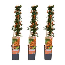 Hoogeveen 3x - Pyracantha 'Soleil dOr' - ↨65cm - Ø15 (8720955320788)