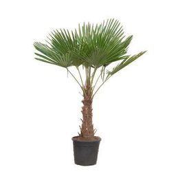 Trachycarpus Fortuneii - 180-200 cm - Ø40cm (8721081686458)