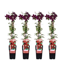 Hoogeveen 4x - Clematis Niobe - ↨65cm - Ø15 (8720955320993)