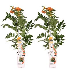 Hoogeveen 2x - Campsis 'Indian Summer' - ↨65cm - Ø15 (8720955321495)