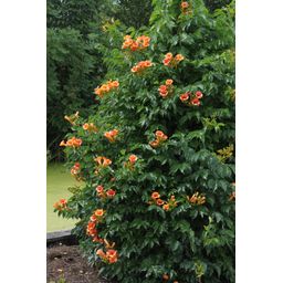 Hoogeveen 2x - Campsis 'Indian Summer' - ↨65cm - Ø15 (8720955321495)