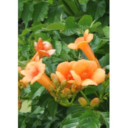 Hoogeveen 2x - Campsis 'Indian Summer' - ↨65cm - Ø15 (8720955321495)