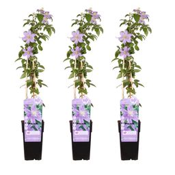 Hoogeveen 3x - Clematis Justa - ↨65cm - Ø15 (8720955320863)