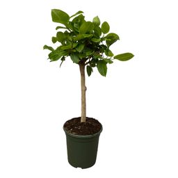 Ficus Altissimo variegata - 100 cm - Ø24cm (8721081686168)