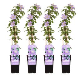 Hoogeveen 4x - Clematis Justa - ↨65cm - Ø15 (8720955320870)