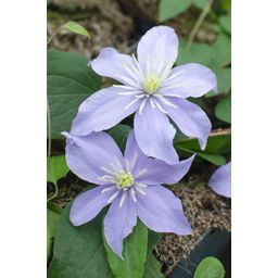 Hoogeveen 4x - Clematis Justa - ↨65cm - Ø15 (8720955320870)