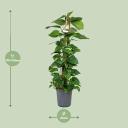 Scindapsus Epipremnum (12442)
