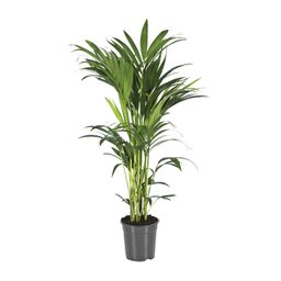 Howea Forsteriana (12432)