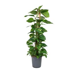 Scindapsus Epipremnum (12442)