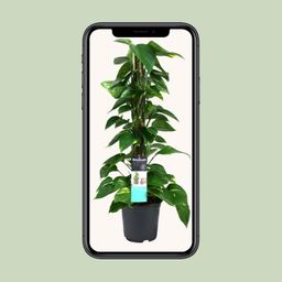 Scindapsus (Epipremnum) (12490)