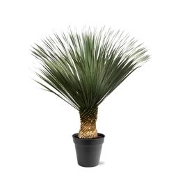 Yucca Rostrata - 130 - 150 cm - Ø50 (8721081686311)