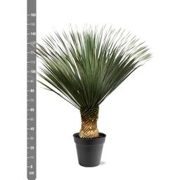 Yucca Rostrata - 130 - 150 cm - Ø50 (8721081686311)