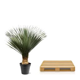 Yucca Rostrata - 130 - 150 cm - Ø50 (8721081686311)