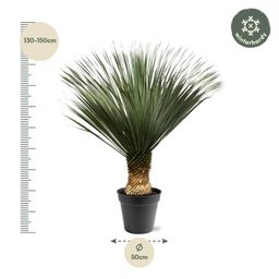 Yucca Rostrata - 130 - 150 cm - Ø50 (8721081686311)