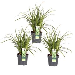 Hoogeveen 3x - Carex morrowii 'Ice Dance' - ↨30cm - Ø14 (8720955321570)