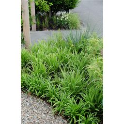 Hoogeveen 3x - Carex morrowii 'Ice Dance' - ↨30cm - Ø14 (8720955321570)