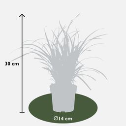 Hoogeveen 3x - Carex morrowii 'Ice Dance' - ↨30cm - Ø14 (8720955321570)