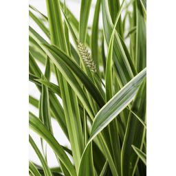 Hoogeveen 3x - Carex morrowii 'Ice Dance' - ↨30cm - Ø14 (8720955321570)
