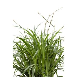Hoogeveen 3x - Carex morrowii 'Ice Dance' - ↨30cm - Ø14 (8720955321570)