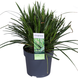 Hoogeveen 3x - Carex morrowii 'Ice Dance' - ↨30cm - Ø14 (8720955321570)