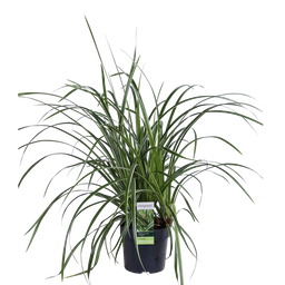Hoogeveen 3x - Carex morrowii 'Ice Dance' - ↨30cm - Ø14 (8720955321570)