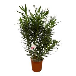 Nerium Oleander struik met witte bloem - 160 cm - Ø32cm (8721081686519)