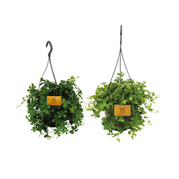Hangplant duo - 2 stuks (30546)