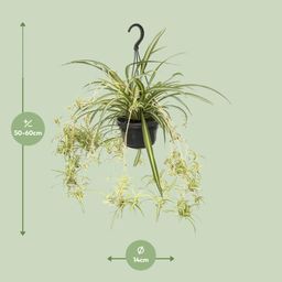 Chlorophytum Comosum Variegatum (12494)