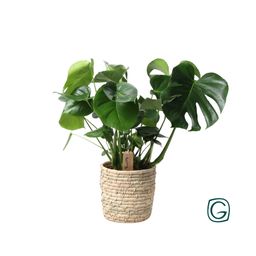 Monstera In Basket Palmleaf (30764)