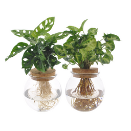 Bolglas Duo Monstera Adansonii/Syngonium Green - 2 stuks (30380)
