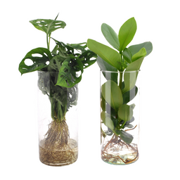 Cylinder glas Duo Monstera/Clusia - 2 stuks (30522)