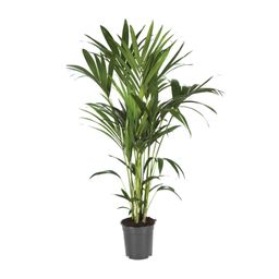Howea Forsteriana (12436)