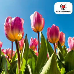 Tulpenbollen Light and Dreamy – 20 Stuks | KH Bloembollen® | Prachtige Pastelkleuren – Voor Tuin of Pot – Maat 11/12 – Vers van de Teler! (51166)