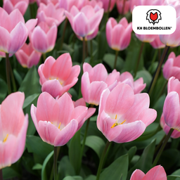 Tulpenbollen Light and Dreamy – 20 Stuks | KH Bloembollen® | Prachtige Pastelkleuren – Voor Tuin of Pot – Maat 11/12 – Vers van de Teler! (51166)