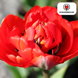 Tulpenbollen Bombastic Red – 20 Stuks | KH Bloembollen® | Rode Pioentulp – Dubbelbloemig & Luxe – Voor Tuin of Pot – Maat 11/12 – Vers van de Teler! (51152)