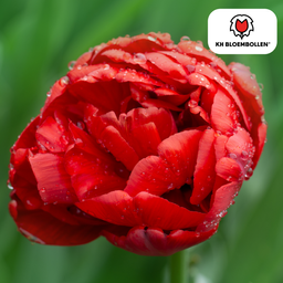 Tulpenbollen Bombastic Red – 20 Stuks | KH Bloembollen® | Rode Pioentulp – Dubbelbloemig & Luxe – Voor Tuin of Pot – Maat 11/12 – Vers van de Teler! (51152)