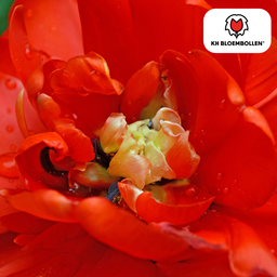 Tulpenbollen Bombastic Red – 20 Stuks | KH Bloembollen® | Rode Pioentulp – Dubbelbloemig & Luxe – Voor Tuin of Pot – Maat 11/12 – Vers van de Teler! (51152)