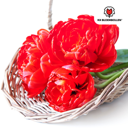 Tulpenbollen Bombastic Red – 20 Stuks | KH Bloembollen® | Rode Pioentulp – Dubbelbloemig & Luxe – Voor Tuin of Pot – Maat 11/12 – Vers van de Teler! (51152)