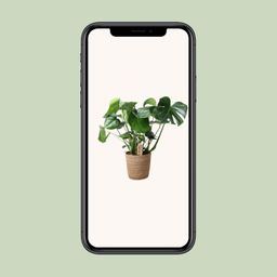 Monstera In Natural Basket (30756)