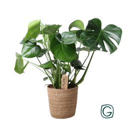 Monstera In Natural Basket (30756)