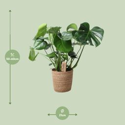 Monstera In Natural Basket (30756)