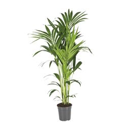 Howea Forsteriana (12434)