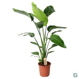 Strelitzia Nicolai - Ø21 ↕100 (12516)