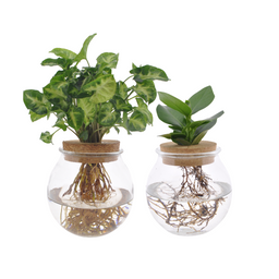 Bolglas Duo Clusia/Syngonium Green - 2 stuks (30385)