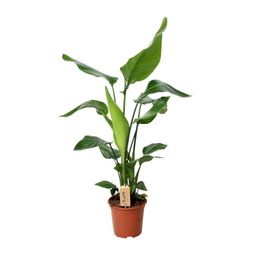 PROMO - Strelitzia Nicolai (12532)