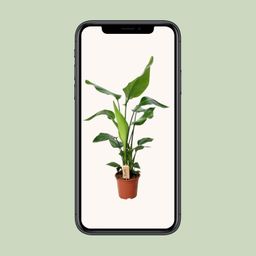 PROMO - Strelitzia Nicolai (12532)