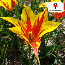 Tulpenbollen Fire Wings – 20 Stuks | KH Bloembollen® | Rood-Geel Gevlamde Tulp – Vurig & Opvallend – Voor Tuin of Pot – Maat 11/12 – Vers van de Teler (51156)