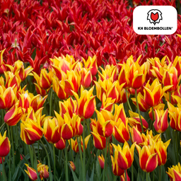 Tulpenbollen Fire Wings – 20 Stuks | KH Bloembollen® | Rood-Geel Gevlamde Tulp – Vurig & Opvallend – Voor Tuin of Pot – Maat 11/12 – Vers van de Teler (51156)