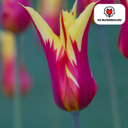 Tulpenbollen Fire Wings – 20 Stuks | KH Bloembollen® | Rood-Geel Gevlamde Tulp – Vurig & Opvallend – Voor Tuin of Pot – Maat 11/12 – Vers van de Teler (51156)