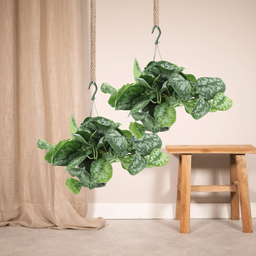 Scindapsus Pictus Trebie (Epipremnum) - 2 stuks (10280)